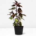 Посконник морщинистый Чоколит, C3 горшок , 1 шт, Лето 2024 - фото 27816301