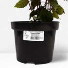 Посконник морщинистый Чоколит, C3 горшок , 1 шт, Лето 2024 - фото 27816302