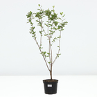 Арония черноплодная, C5 горшок , 1 шт, Осень 2024 - фото 25408714