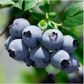 Голубика высокорослая «Сиерра», саженец, горшок С5, 1 шт., Лето 2026, «ПОИСК»