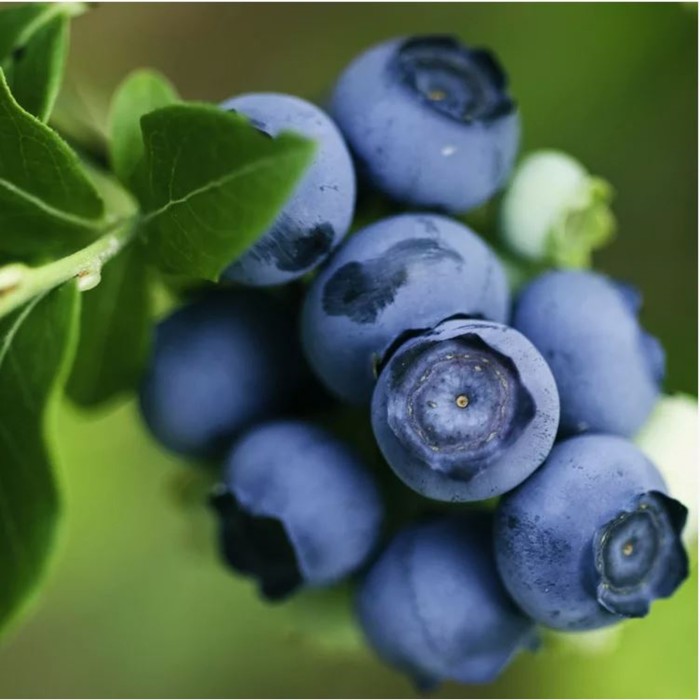 Саженец Голубика высокорослая Чандлер, C2 горшок, 1 шт.