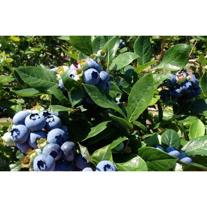 Голубика высокорослая Чандлер, C5 горшок , 1 шт, Лето 2026