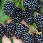 Саженец Ежевика Оушито, C2 горшок, 1 шт. 10630287 - фото 5179808