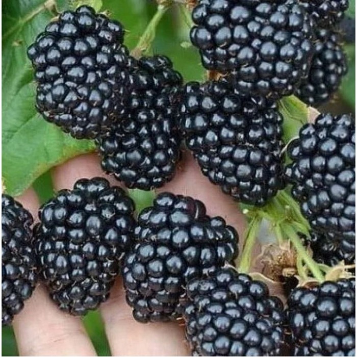 Саженец Ежевика Оушито, C2 горшок, 1 шт.