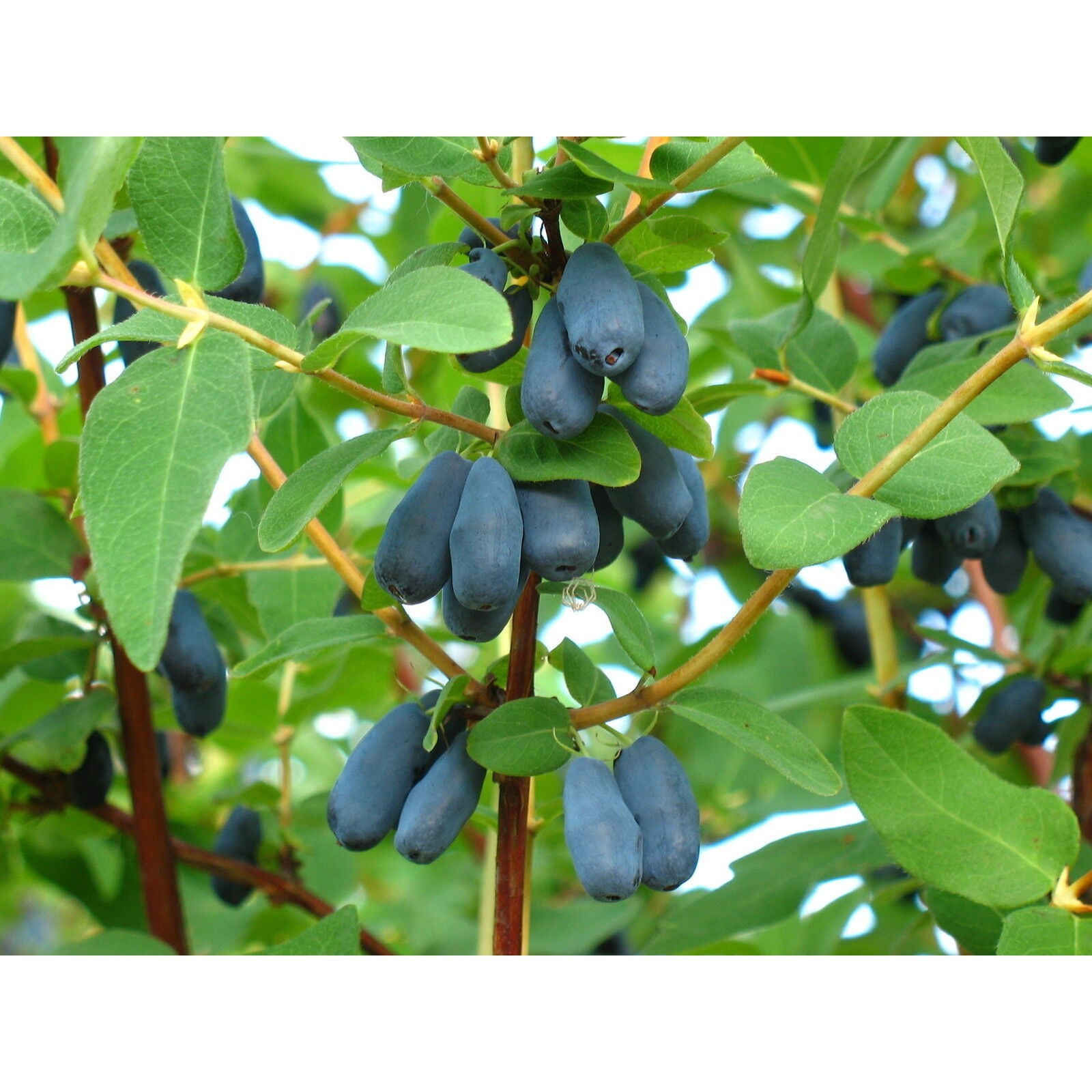 Жимолость - неприхотливая урожайная ягода - Древень