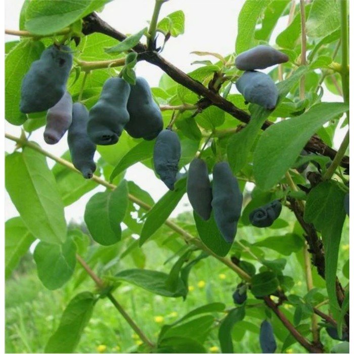 Жимолость съедобная «Омега», саженец, горшок С2, 1 шт., Лето 2026, «ПОИСК»