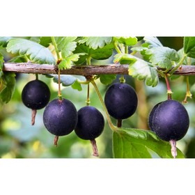 Йошта, саженец, горшок С5, 1 шт., Лето 2026, «ПОИСК»