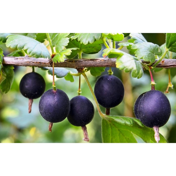 Йошта, саженец, горшок С5, 1 шт., Лето 2026, «ПОИСК»