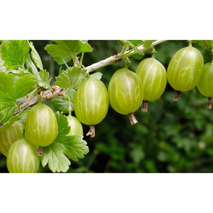 Крыжовник «Малахит», штамб 60-80 см, горшок С5, 1 шт., Лето 2026, «ПОИСК»