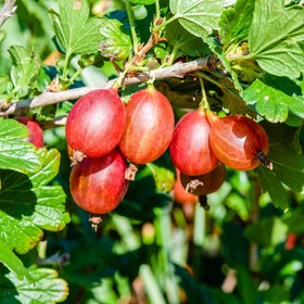 Крыжовник «Машека», саженец, горшок С5, 1 шт., Лето 2026, «ПОИСК»