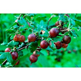 Крыжовник «Сириус», саженец, горшок С5, 1 шт., Лето 2026, «ПОИСК»