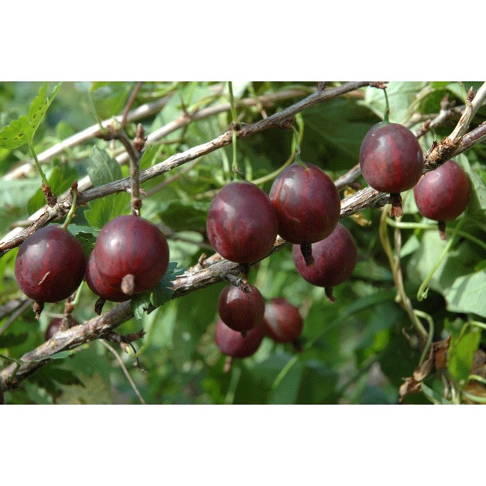 Крыжовник Хиннонмаен пунайнен (Олави), C5 горшок , 1 шт, Лето 2026