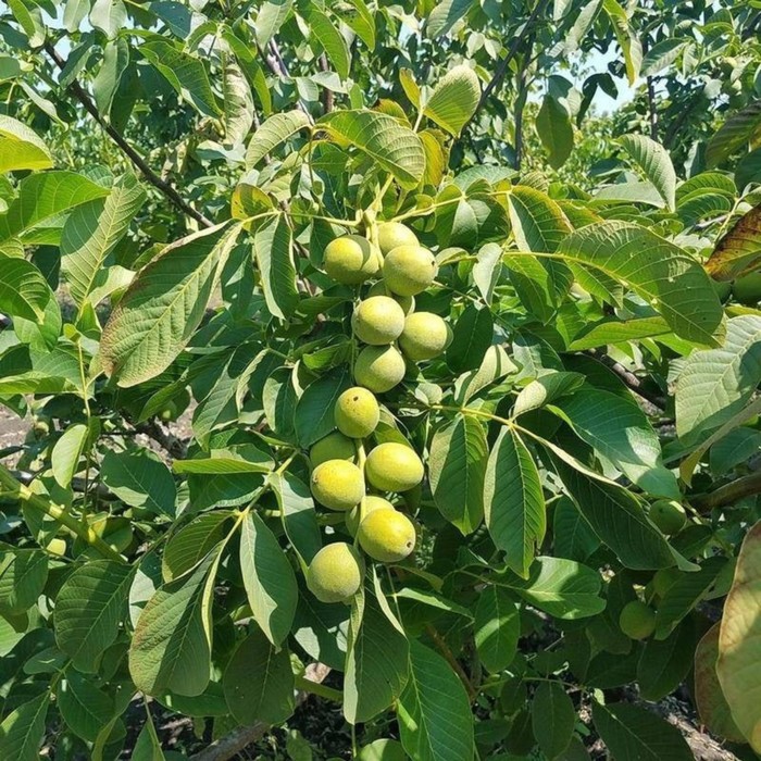 Орех грецкий Скороплодный Левина - "Feel Green"
