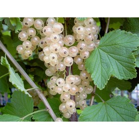 Смородина белая «Белая Фея», саженец, горшок С5, 1 шт., Лето 2026, «ПОИСК»