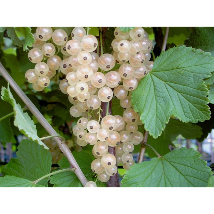 Смородина белая «Белая Фея», саженец, горшок С5, 1 шт., Лето 2026, «ПОИСК»