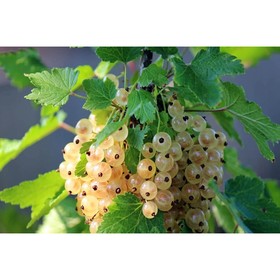 Смородина белая «Версальская белая», штамб 60-80 см, горшок С5, 1 шт., Лето 2026, «ПОИСК»