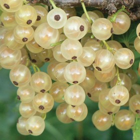 Смородина белая «Смольяниновская», саженец, горшок С5, 1 шт., Лето 2026, «ПОИСК»