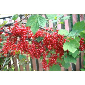 Смородина красная «Йонкер ван Тетс», штамб 60-80 см, горшок С5, 1 шт., Лето 2026, «ПОИСК»