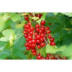 Смородина красная «Натали», саженец, горшок С5, 1 шт., Лето 2026, «ПОИСК»