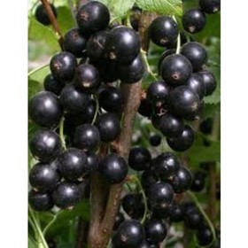 Смородина черная «Бинар», штамб 60-80 см, горшок С5, 1 шт., Лето 2026, «ПОИСК»