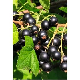 Смородина черная «Лентяй», саженец, горшок С5, 1 шт., Лето 2026, «ПОИСК»