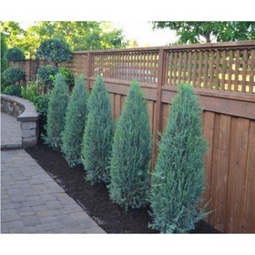 Можжевельник скальный «Блю Эрроу», саженец 80-100 см, горшок С5, 1 шт., Лето 2026, «ПОИСК»