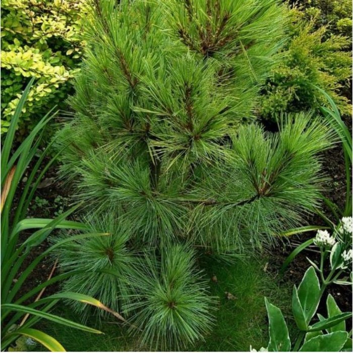 Сосна обыкновенная, C5 горшок , 1 шт, Лето 2026