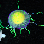 Декор для аквариума "Медуза", силиконовая, с неоновым эффектом, 6,5 х 6,5 х 11,5 см, зелёная   10069 - фото 11354146