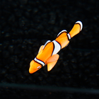 Декор для аквариума "Клоун оцеллярис", силиконовый, с неоновым эффектом, 6,6 х 4,3 см - Фото 3