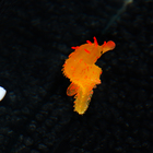 Декор для аквариума "Морской конёк" силиконовый, с неоновым эффектом, 2 х 4 х 10 см, оранжев   10069 - фото 24504725