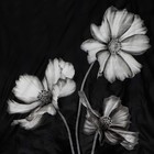 Штора для ванны Доляна «Герберы», 180×180 см, EVA - Фото 2