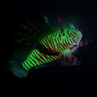 Аквадекор светящийся в темноте "Рыба" на присоске, 13 х 9 х 3,5 см, микс цветов - Фото 3