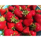 Земляника садовая «Лауретта», саженец, горшок Р9, 1 шт., Лето 2026, «ПОИСК» - Фото 1