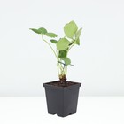 Земляника садовая «Лауретта», саженец, горшок Р9, 1 шт., Лето 2026, «ПОИСК» - Фото 2