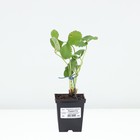 Земляника садовая «Лауретта», саженец, горшок Р9, 1 шт., Лето 2026, «ПОИСК» - Фото 3