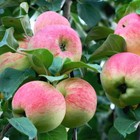 Саженец Яблоня штамбовая ОКС Аксена 1 шт. Весна 2026  (артикул 10651933)  большой выбор товаров оптом и в розницу по низким ценам с доставкой