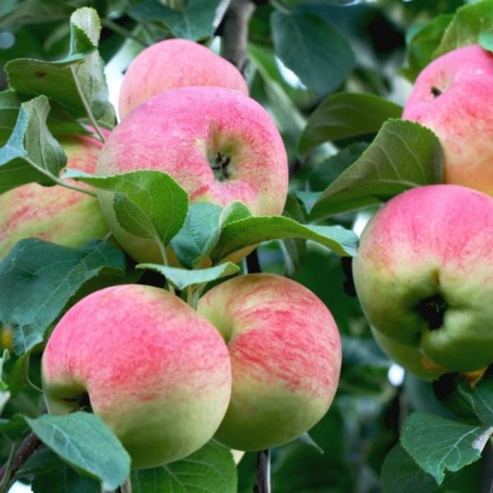 Пионерами яблоня описание фото Пионерами яблоня описание фото