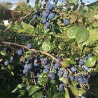 Саженец Терн (ОКС) Билясувар 1 шт. Весна 2026  (артикул 10651951)  большой выбор товаров оптом и в розницу по низким ценам с доставкой