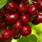 Саженец Черешня (ОКС) Валерий Чкалов, 1 шт, Осень 2025 10651958 - фото 8101254