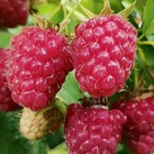 Саженец Малина (ОКС) Татьяна, 1 шт, Осень 2025 10651969