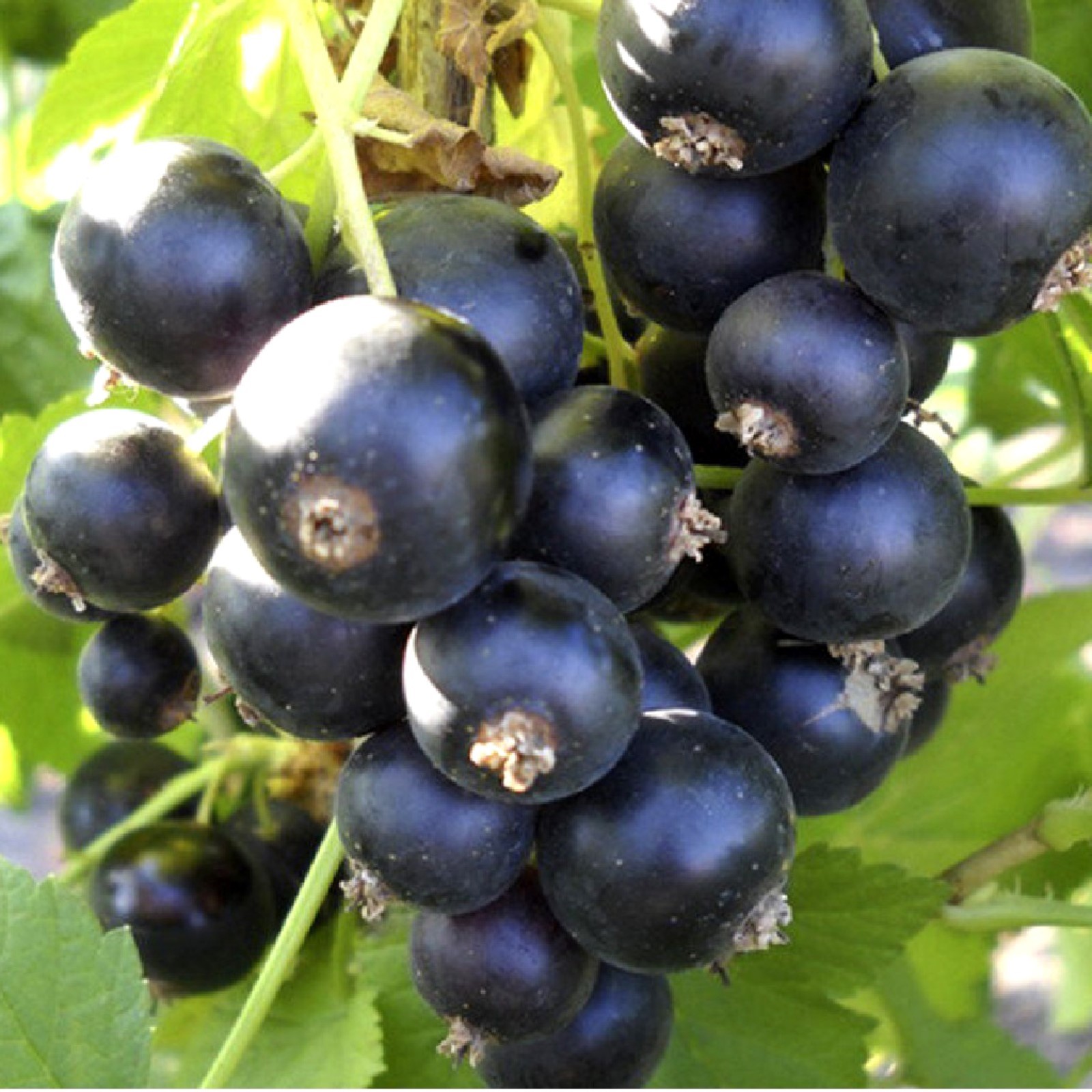 Смородина ориана. Смородина ориана. Крыжовник командор куст. Смородина титания. Смородина ориана.