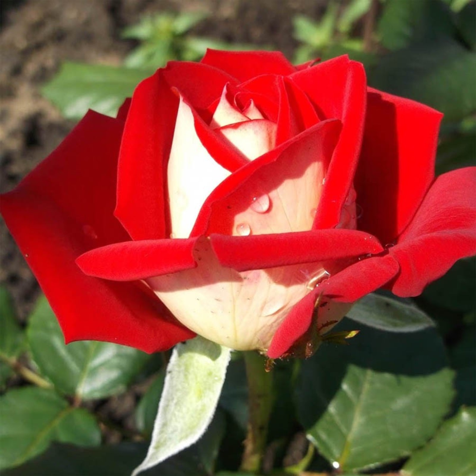 Саженец - купить с доставкой по выгодным ценам в интернет-магазине OZON (1146010