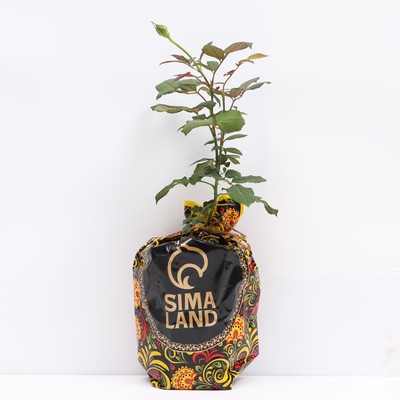 Pin di Garden Roots ✊