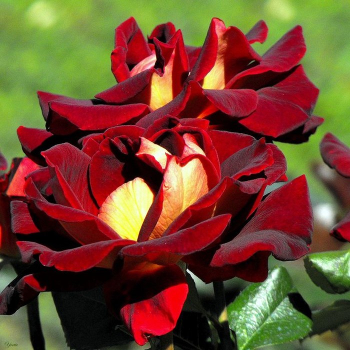 Эдди митчелл роза фото и описание отзывы Эдди митчелл роза фото и описание отзывы