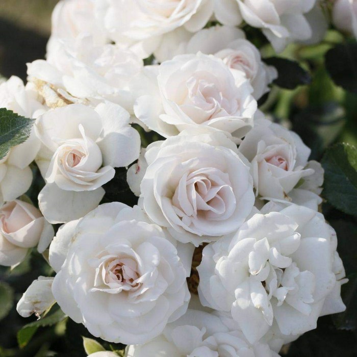 Роза аспирин фото и описание отзывы Роза аспирин фото и описание отзывы