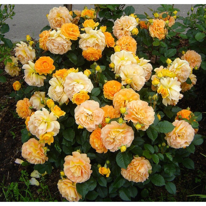 Сады Северной Столицы Друзья, в данный момент у нас действует АКЦИЯ: на каждые 5 заказанных роз Вы получаете о.. ВКонтакте