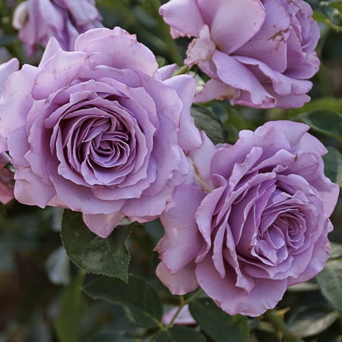 Love Song - Melvilles Roses Floribunda roses, Growing roses, Rose bush
