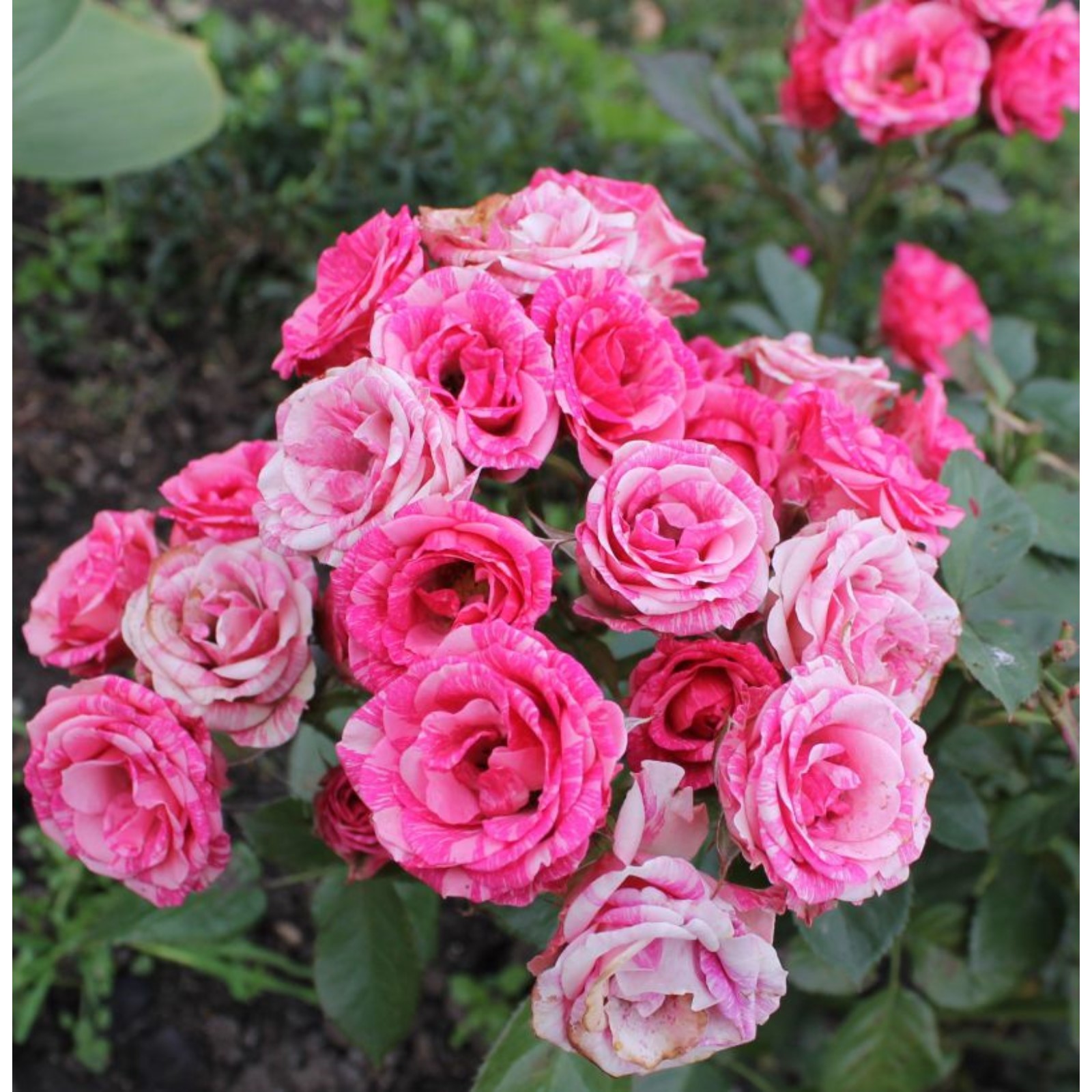 Саженец Роза Пинк Иришка, спрей-роза, Горшок 2 л., Лето 2024 (10652112) - Купить