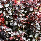 Саженец Барбарис (горшок р9) Дартс пурпл, 1 шт, Осень 2025 10652138