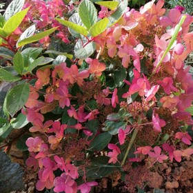 Саженец Гортензия (горшок р9) Дарума, 1 шт, Осень 2025